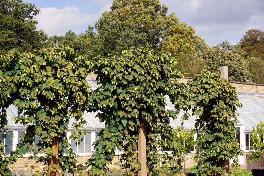 The Grove Craft Beer Hops