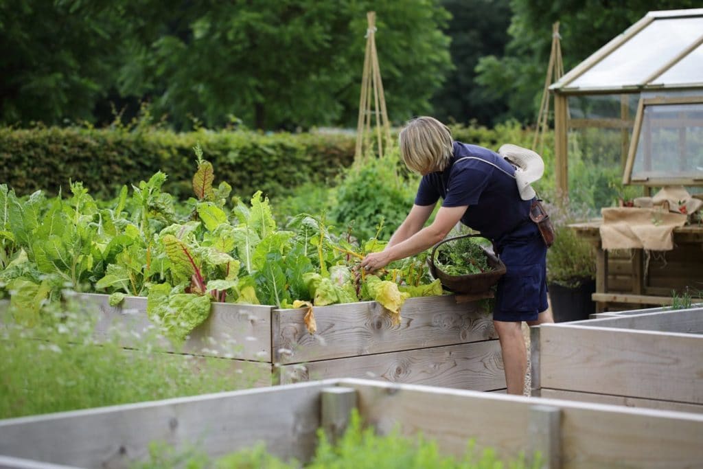 Kitchen Garden