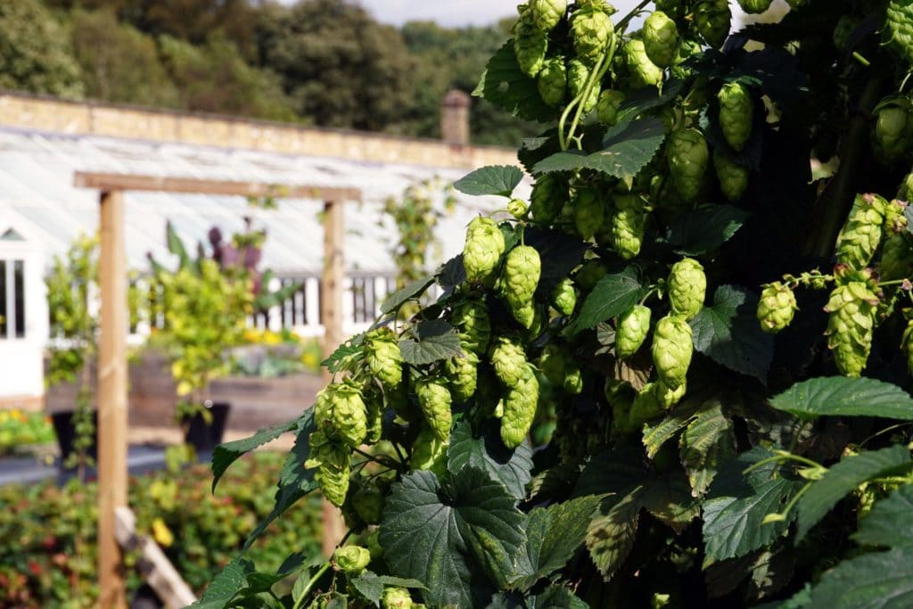 The Grove Craft Beer Hops