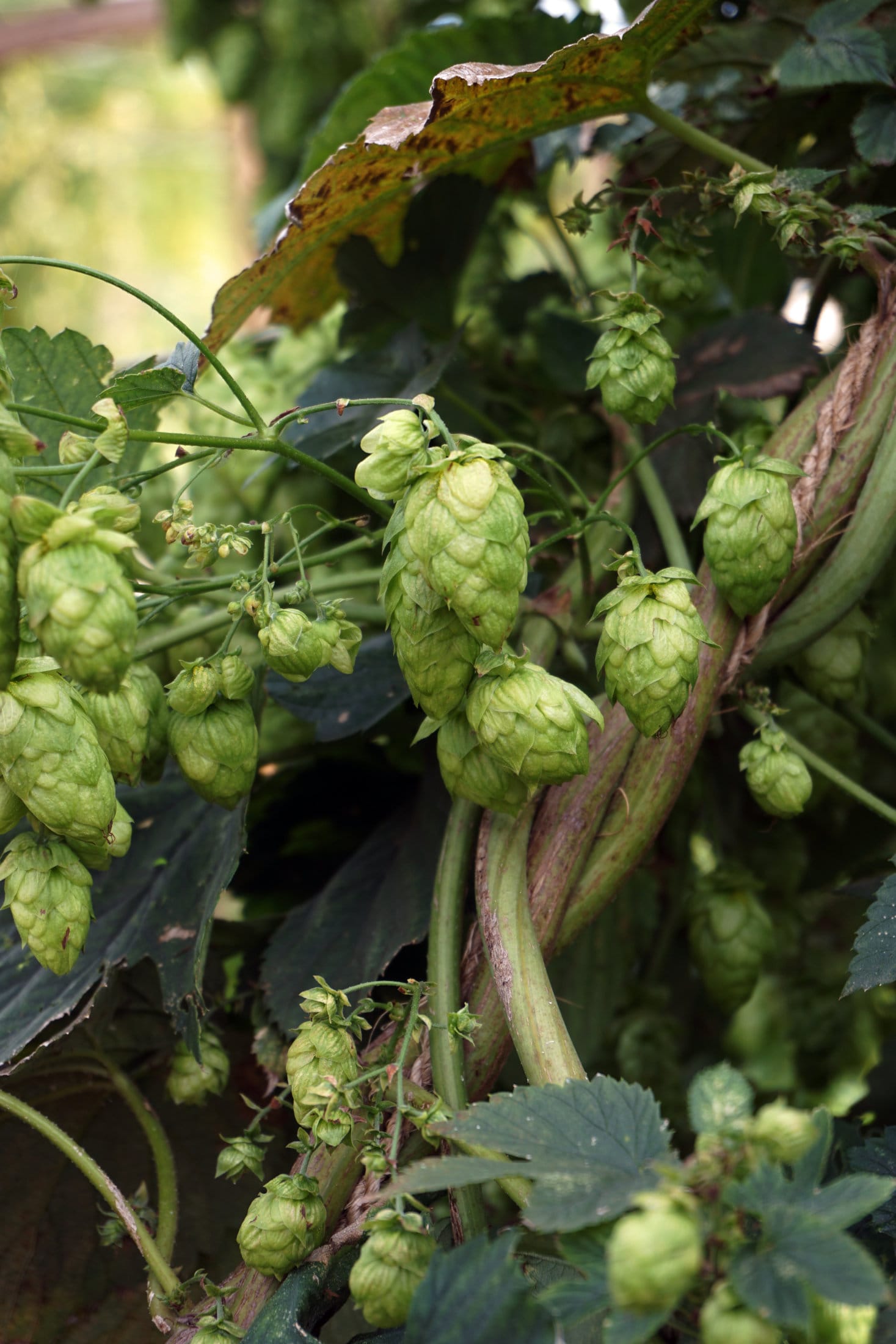 The Grove Craft Beer Hops