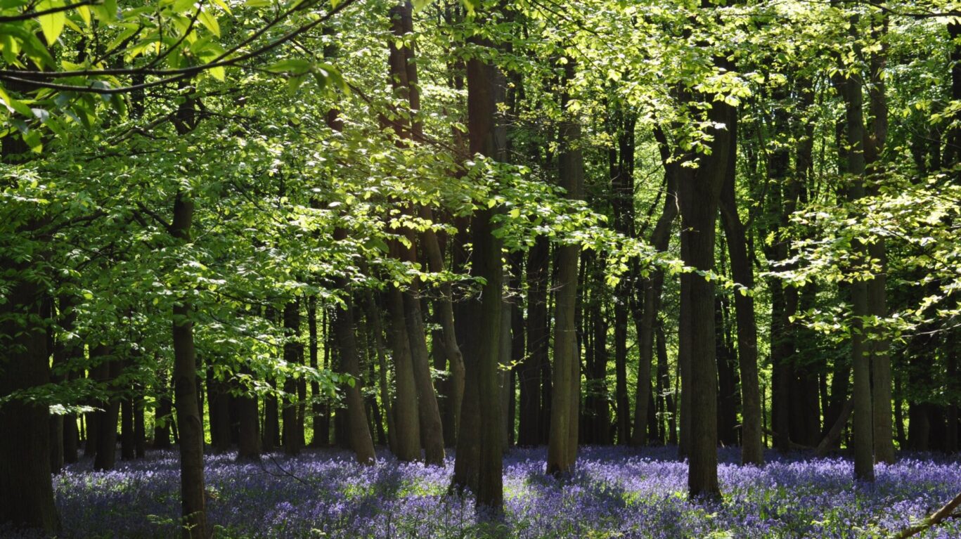 Bluebell,Forest,In,Ashridge,Estate