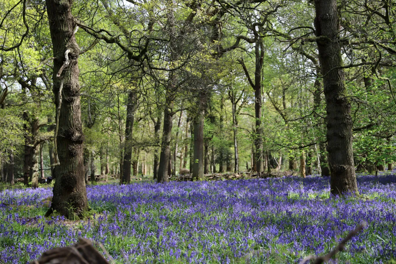 Bluebells Asher’s Trails Woodland Trails-4702