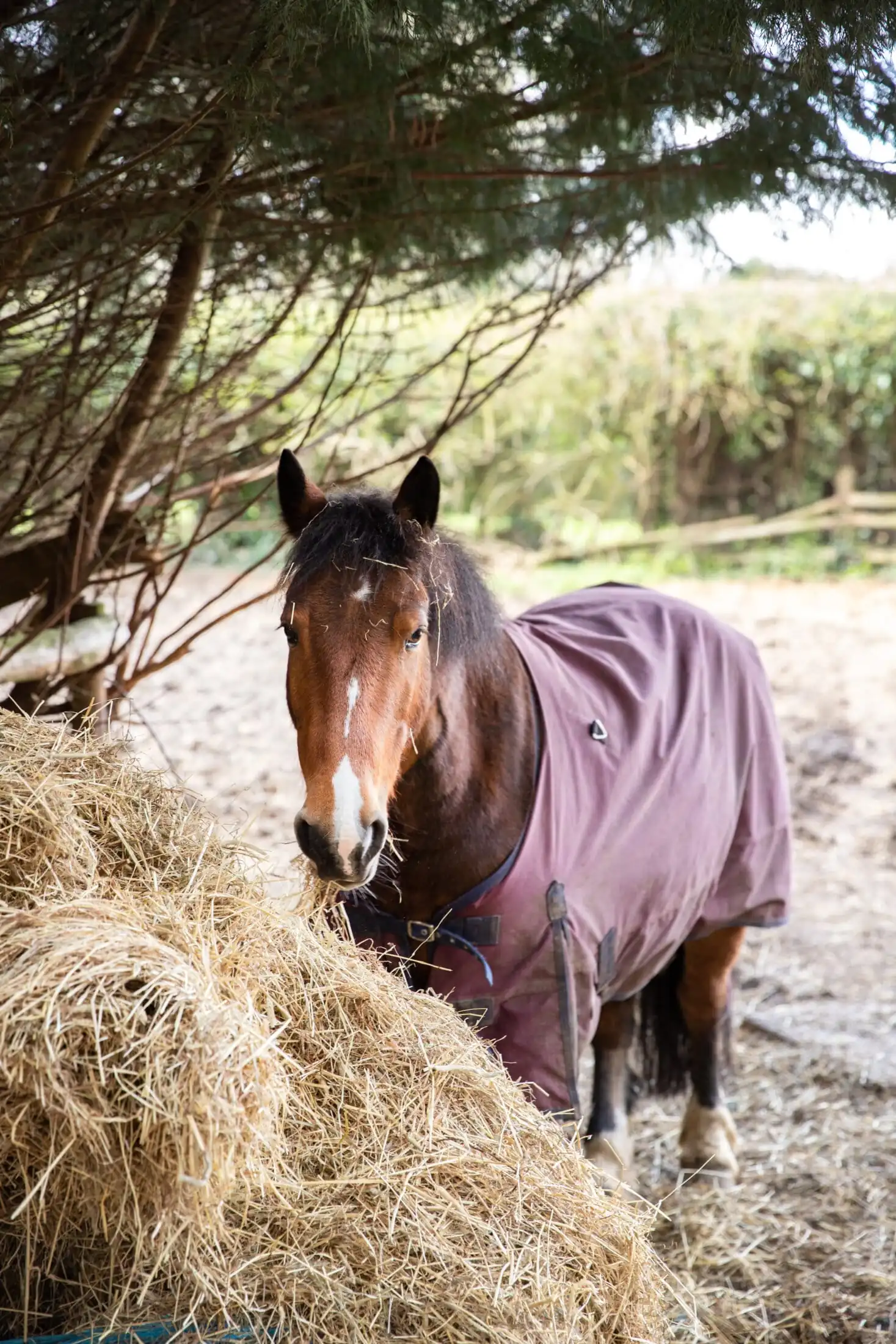 Horse Riding