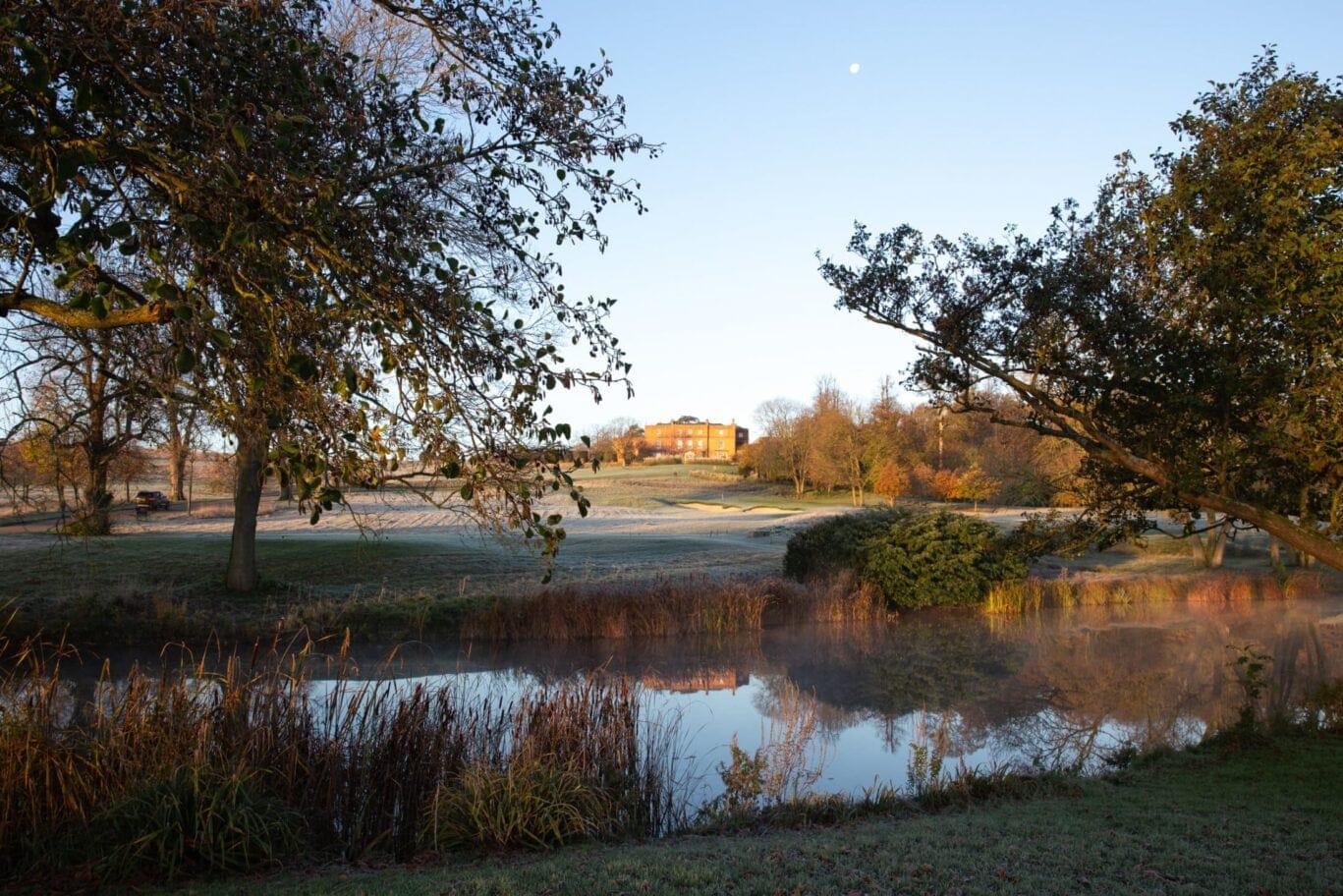 grove in the winter