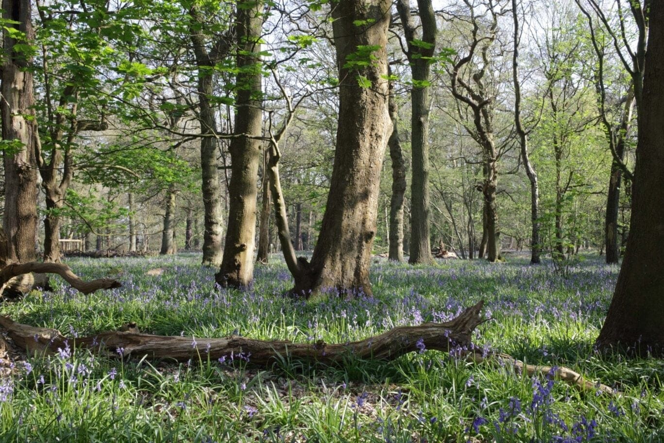 forest with blue bells