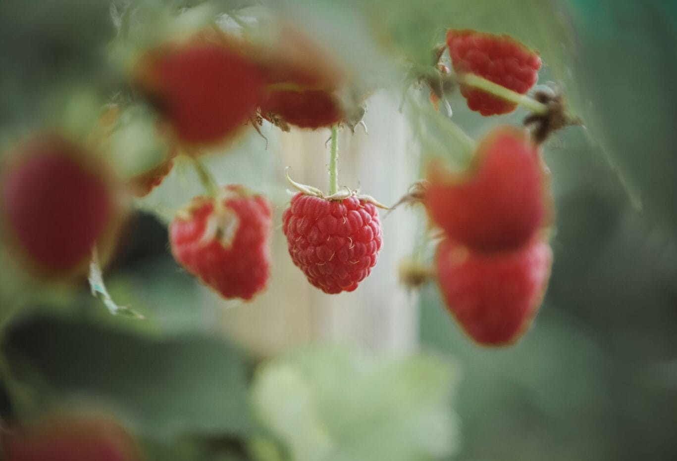 Grove_Summer_Raspberries