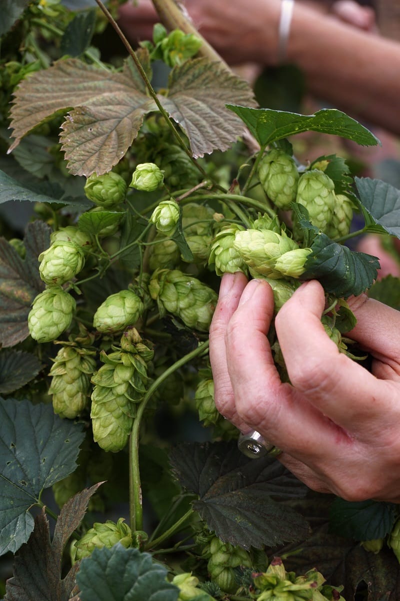 Hops-LR