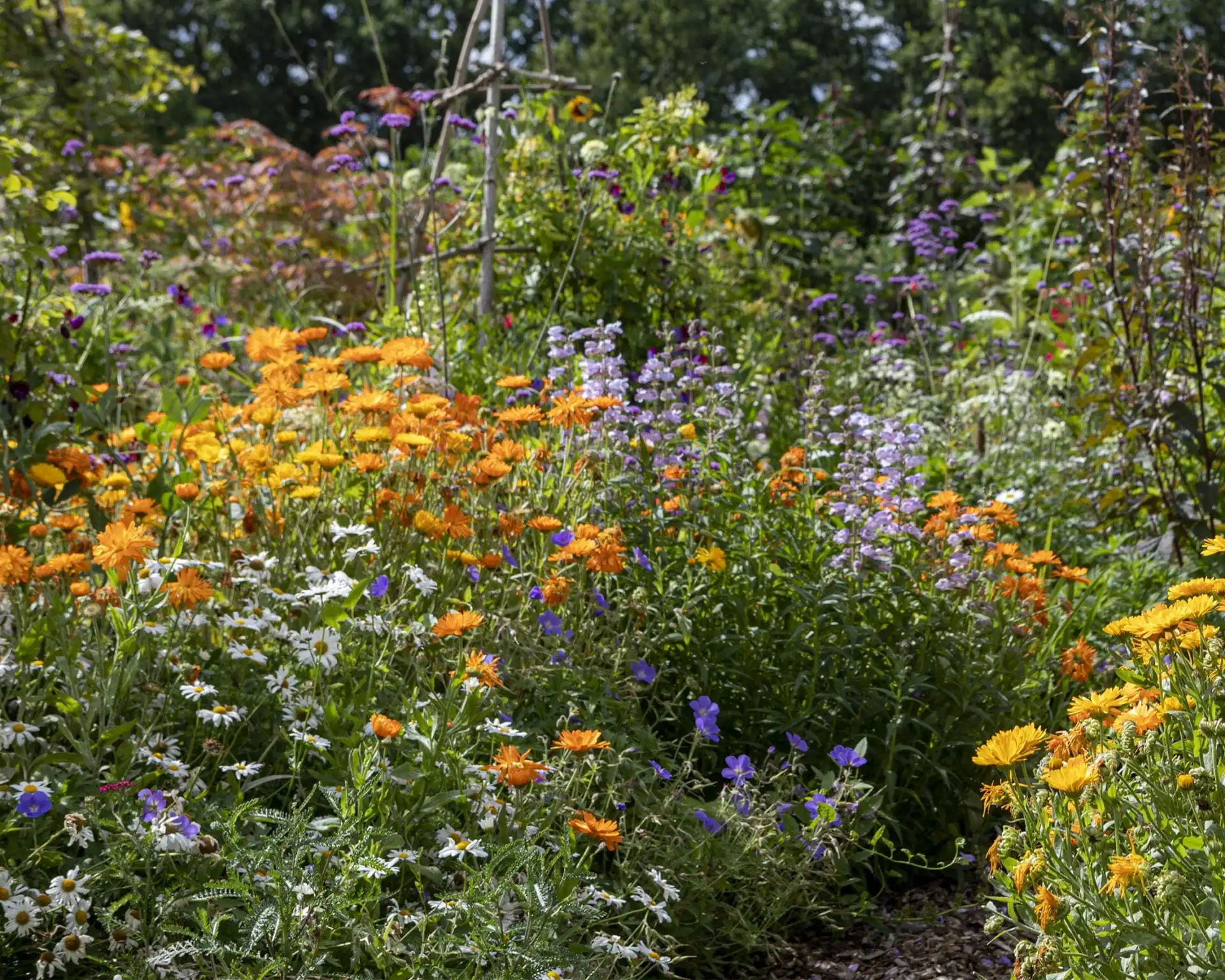 Vibrant naturalistic planting in Jemima's kitchen garden with marigolds and lavender