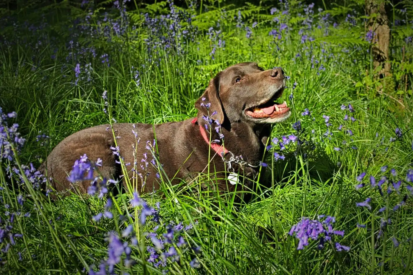 A,Chocolate,Labrador,Lying,Down,In,A,Patch,Of,Sunlit