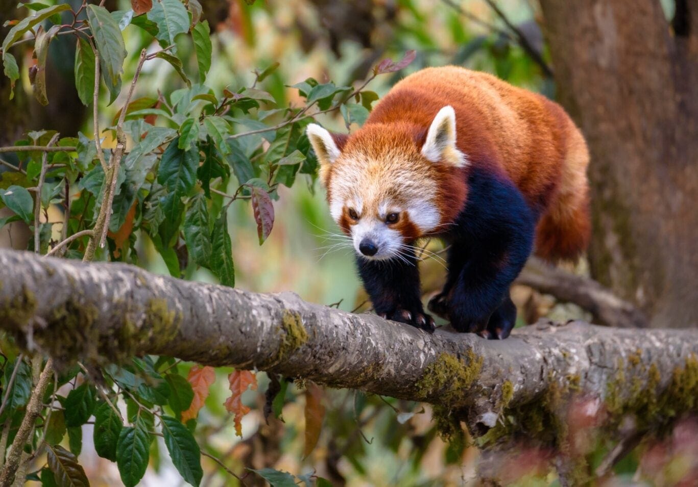 The,Red,Panda,(ailurus,Fulgens),,Also,Known,As,The,Lesser