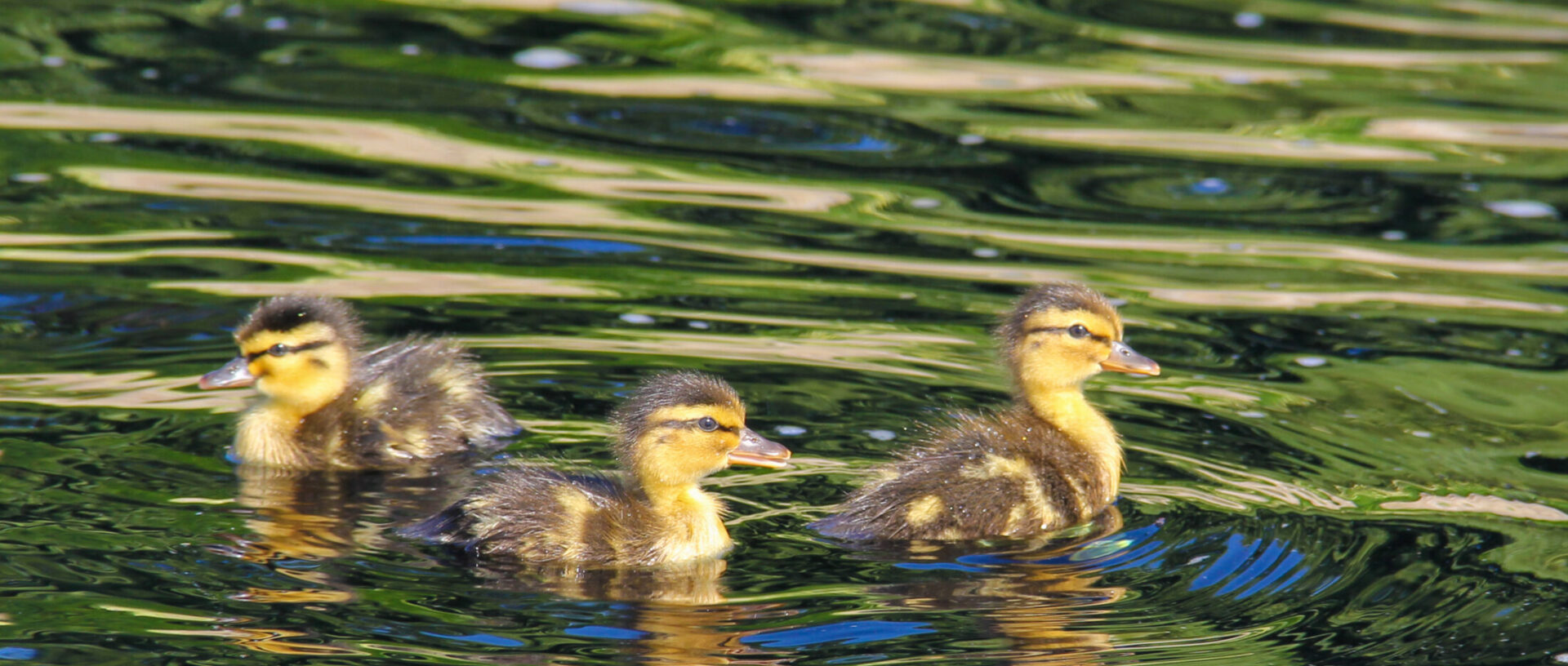 Ducks in the canal