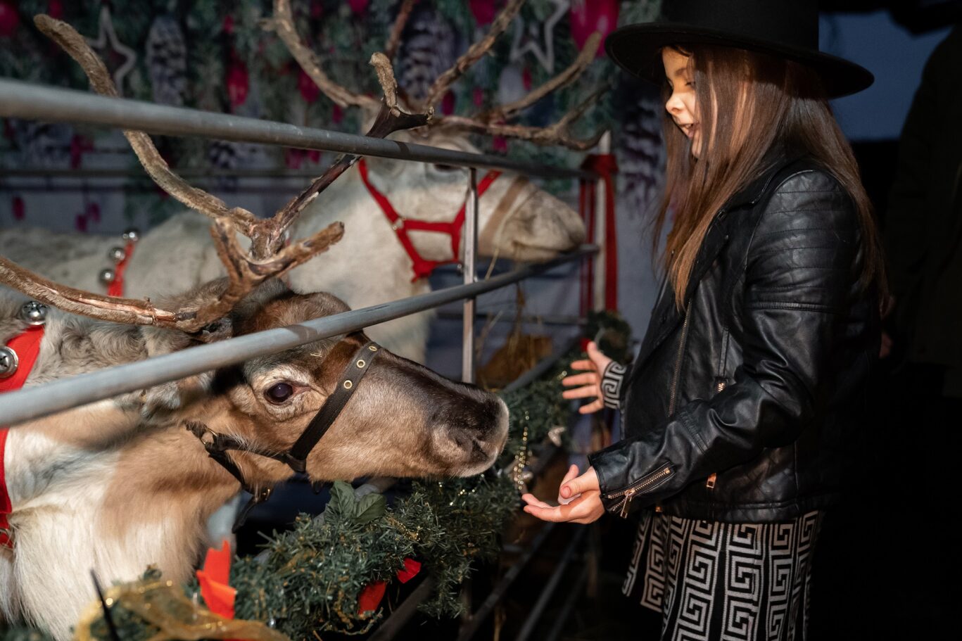 Christmas Eve Reindeer and girl