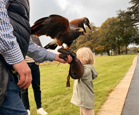 Meet the birds of prey