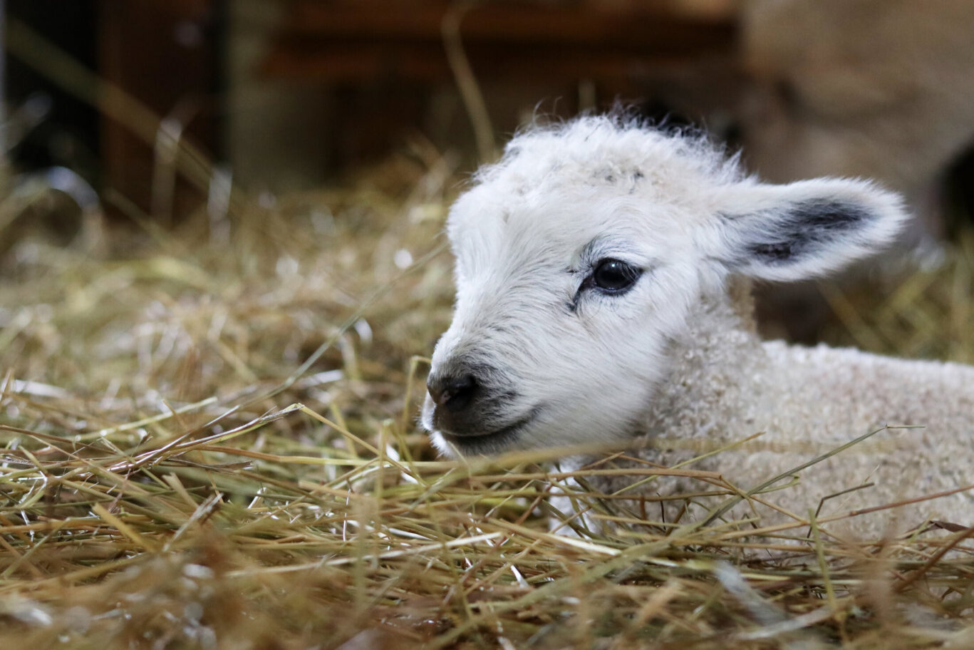 Lamb in hay at Willow's Activity Farm
