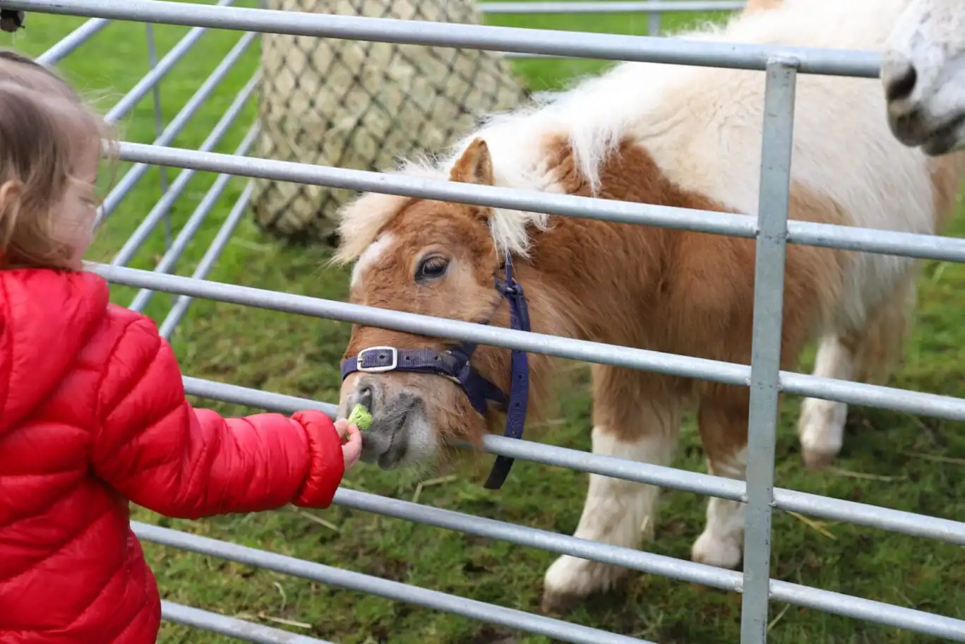 Little girl petting Shetland pony