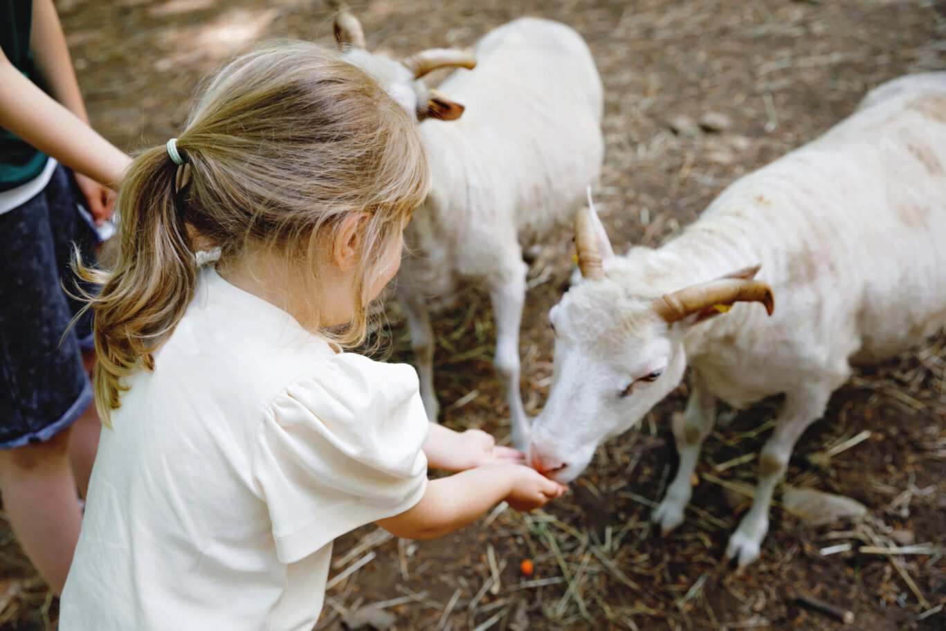 Petting Zoo