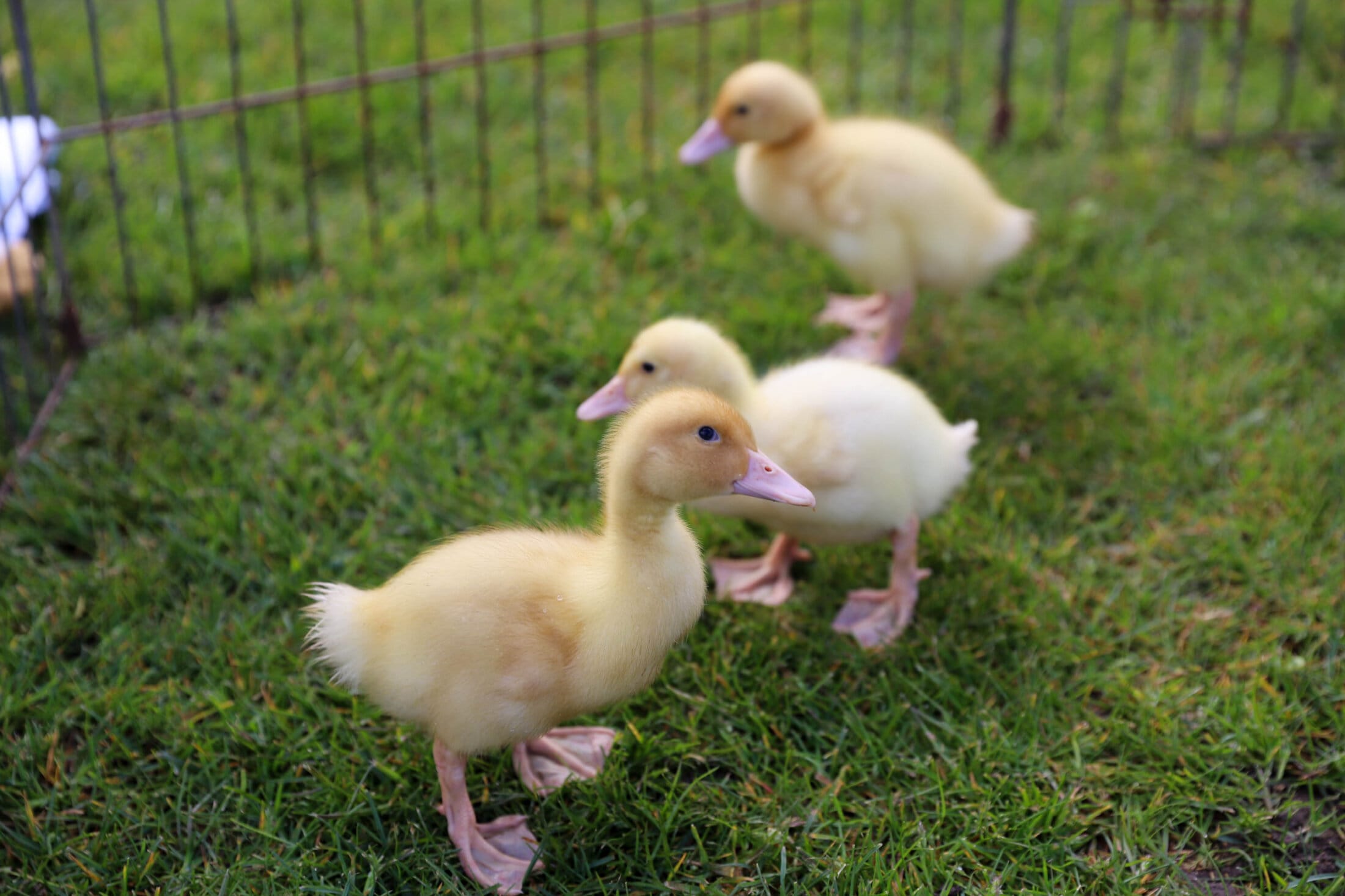 Petting Zoo at The Grove