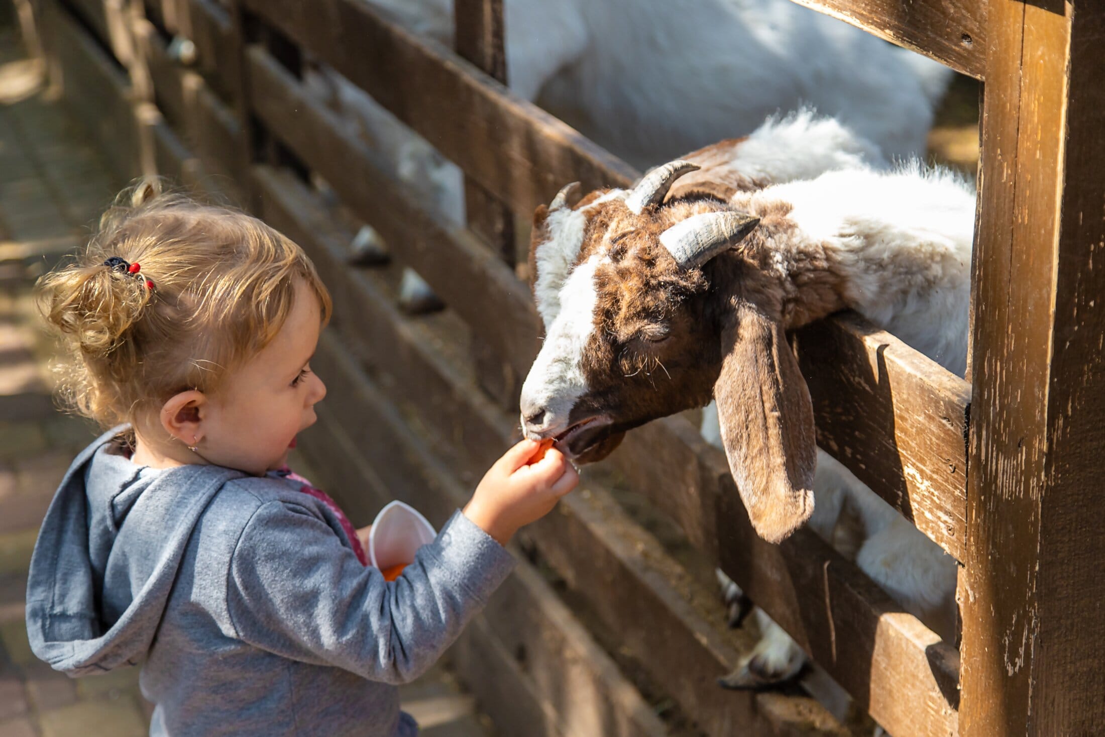 Child feeding goat at farm