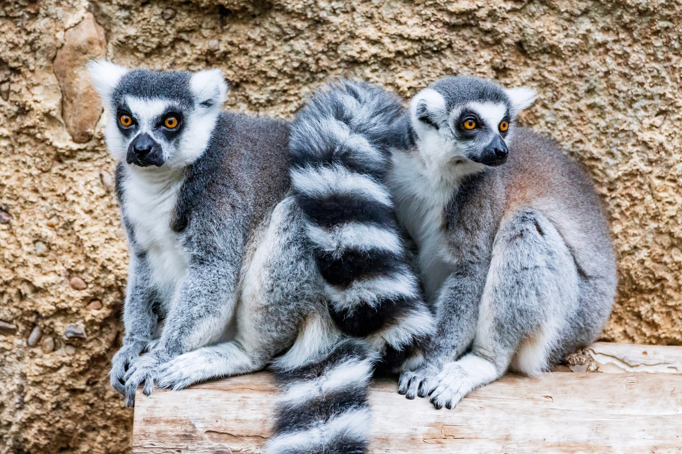 Lemurs at the zoo