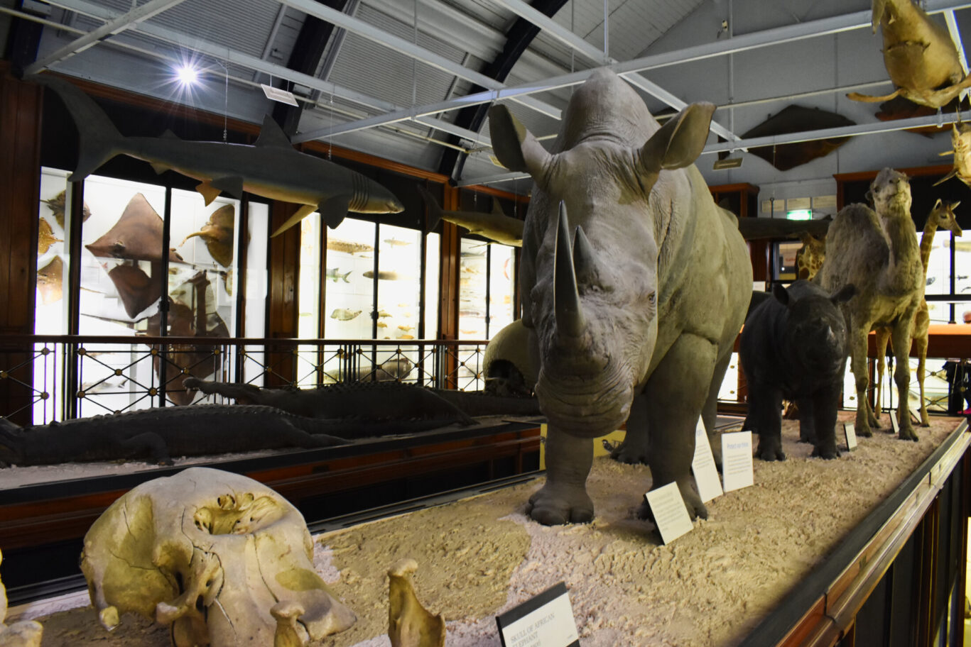 Natural History Museum, Tring