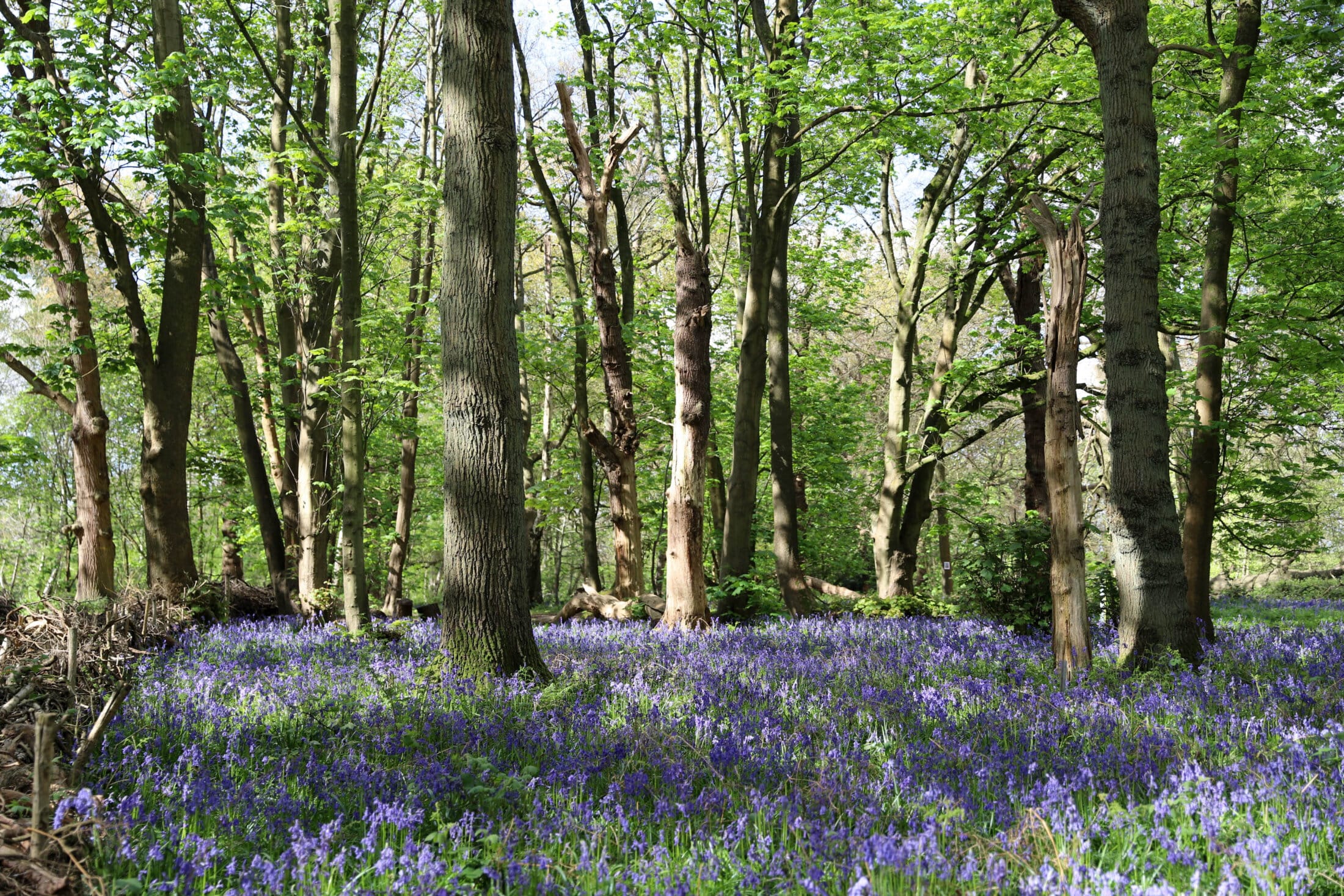 Bluebells