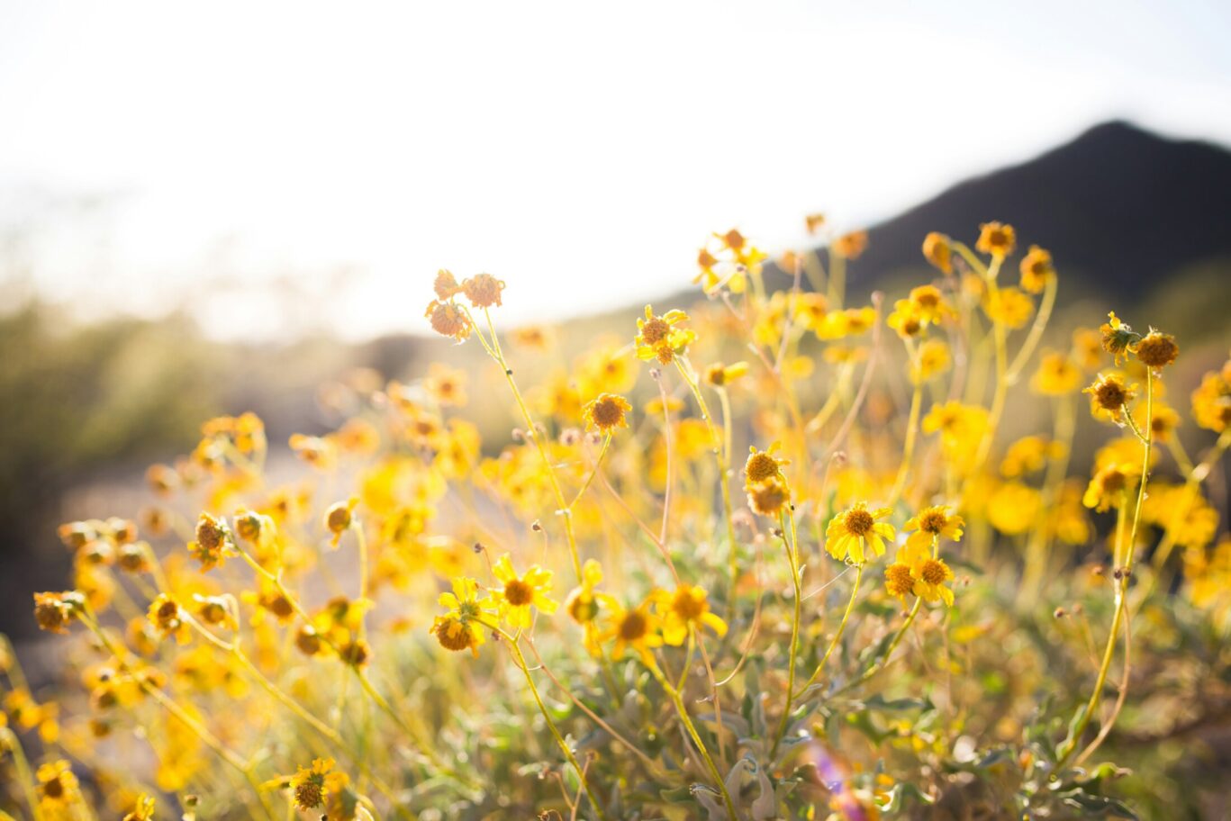 Wildflowers