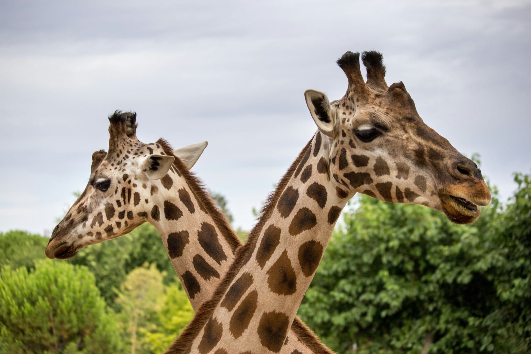 Giraffes