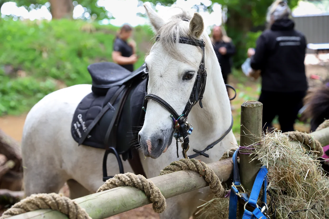 Pony Rides