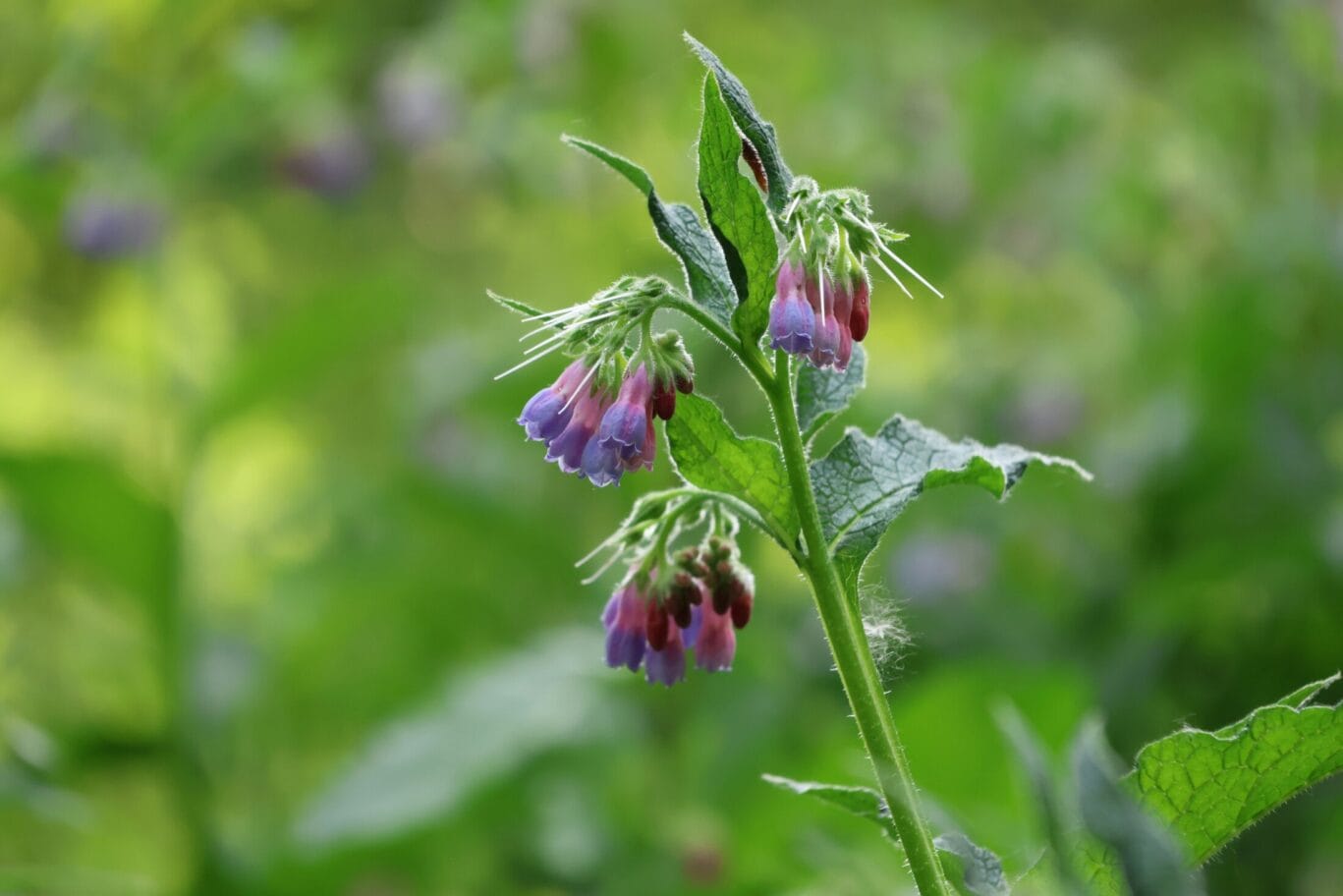Comfrey