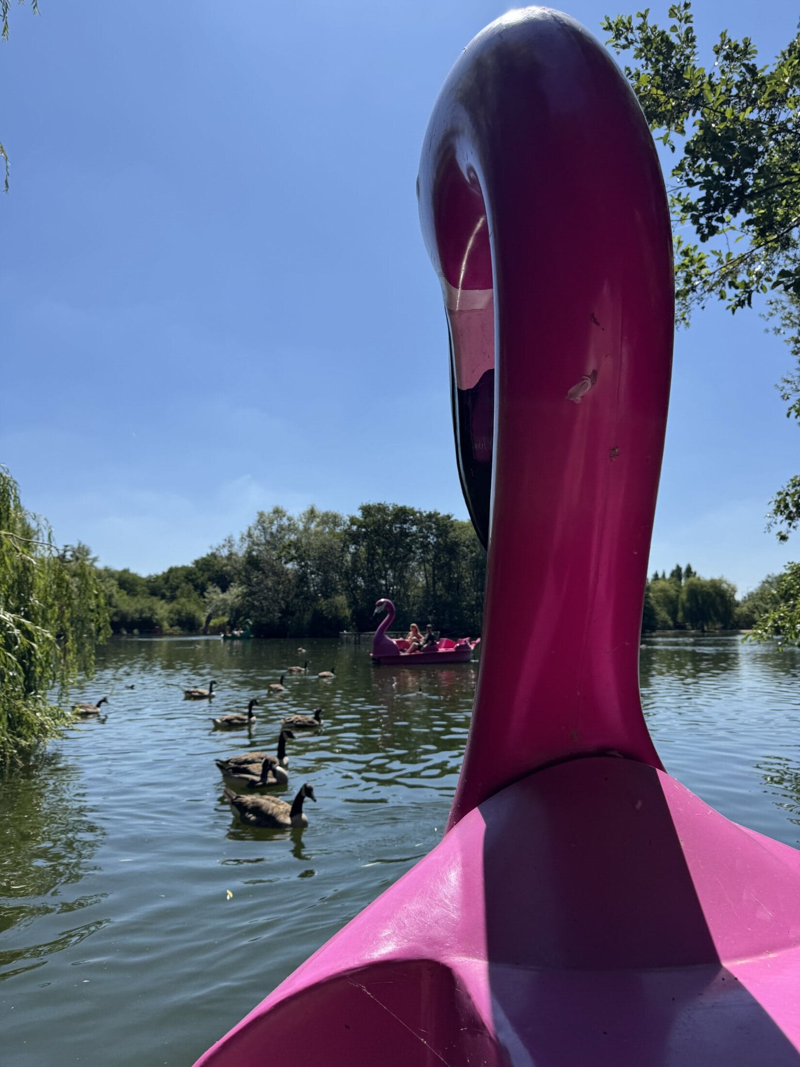 Flamingo pedalo