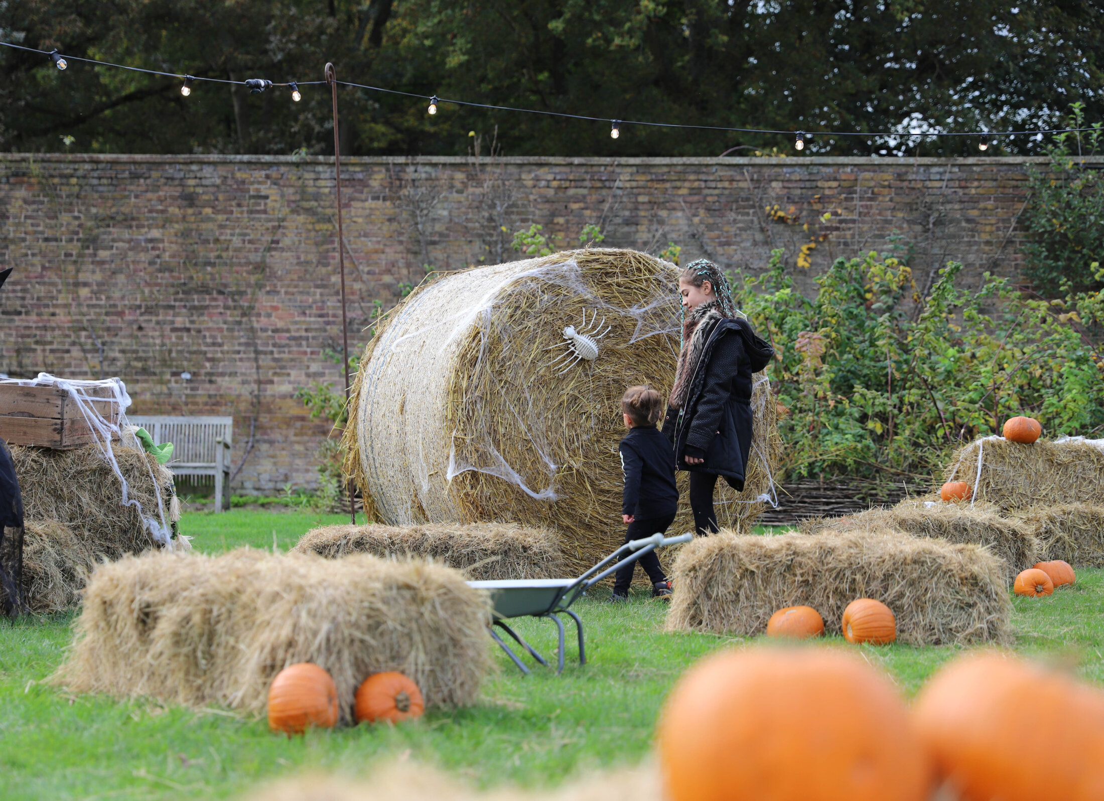 Halloween pumpkin patch