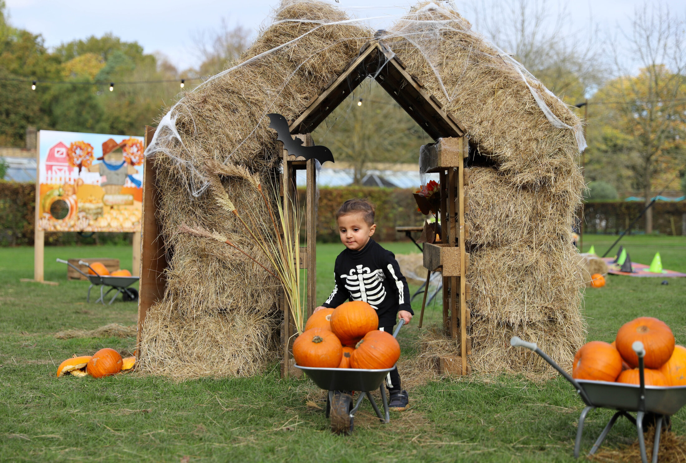 Halloween pumpkin patch