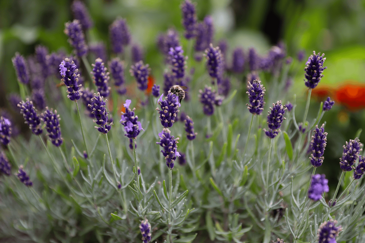 Jemima's Kitchen Garden