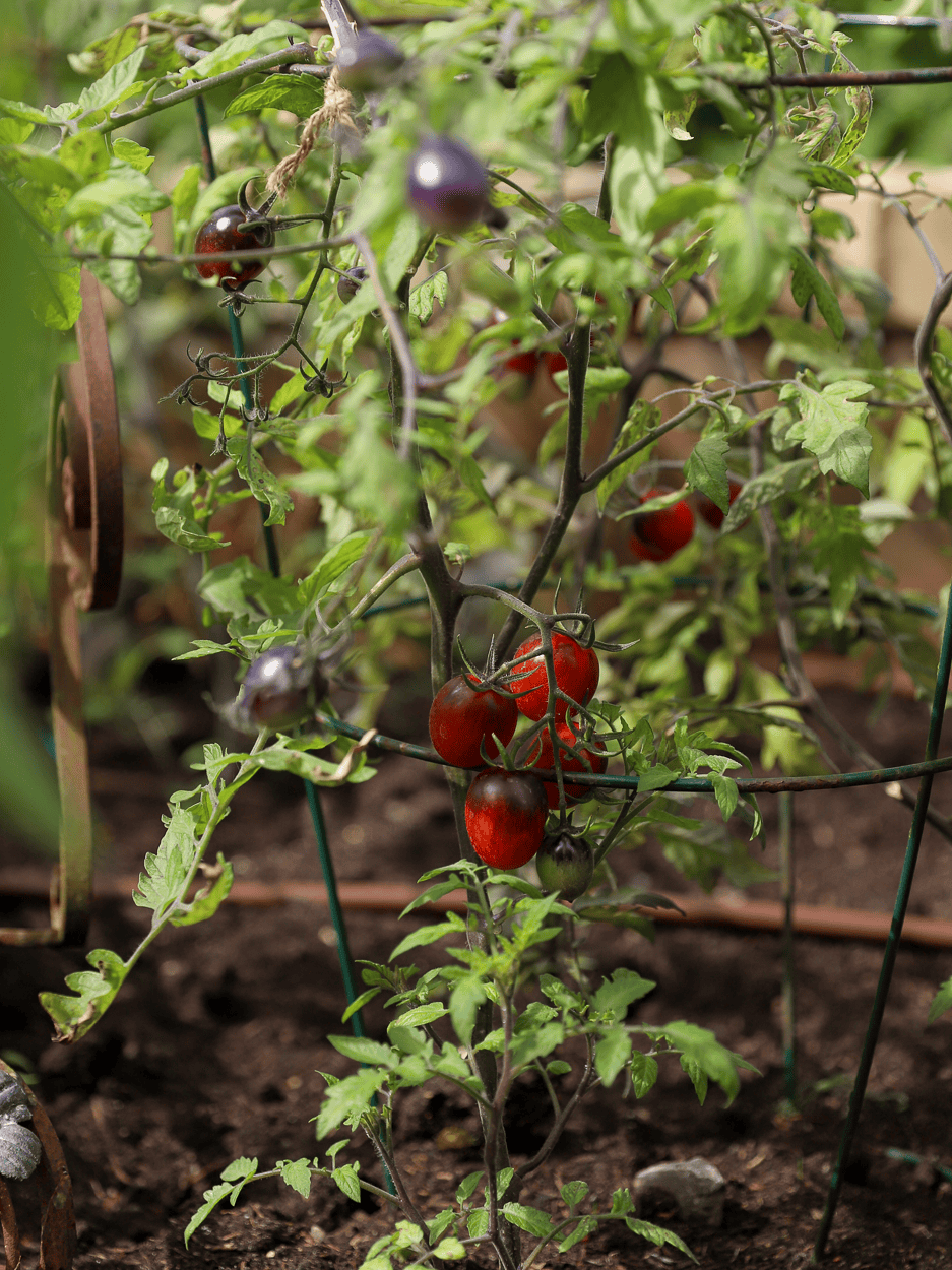 Jemima's Kitchen Garden