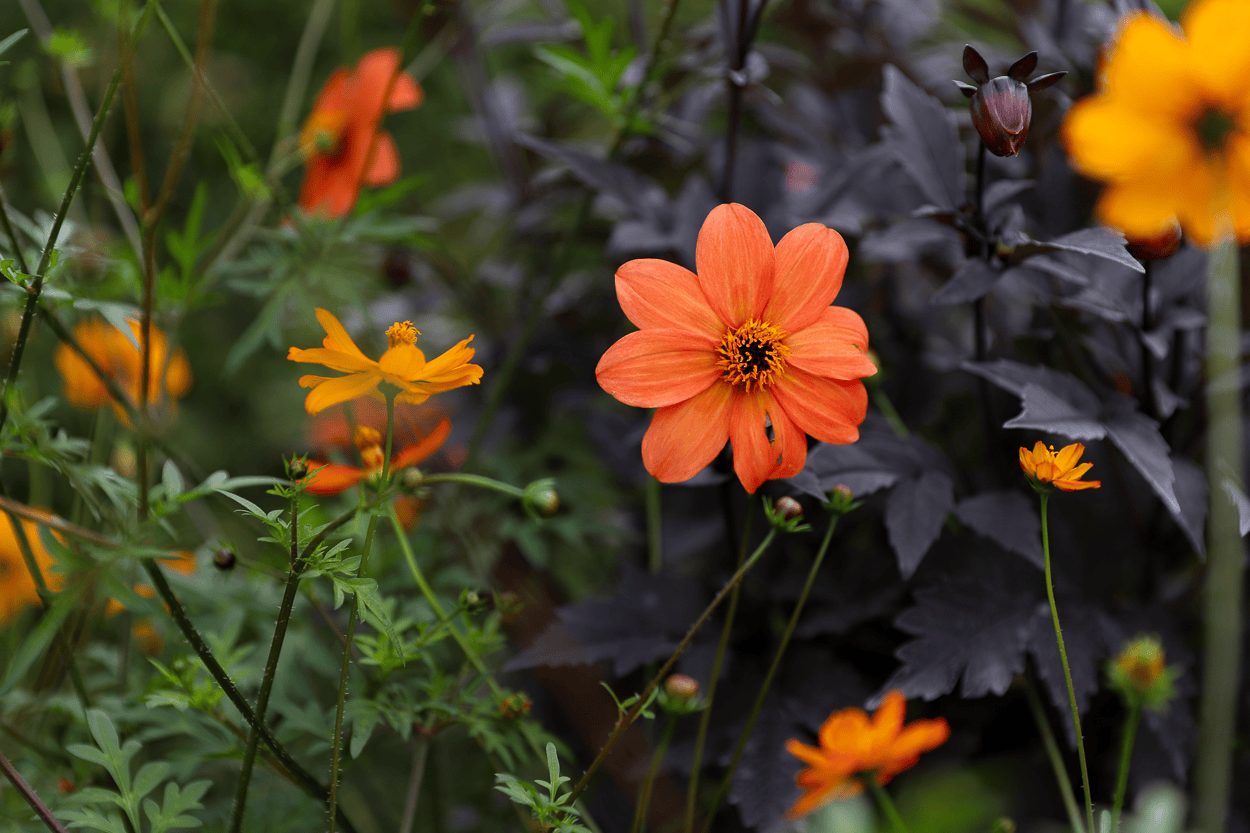Jemima's Kitchen Garden