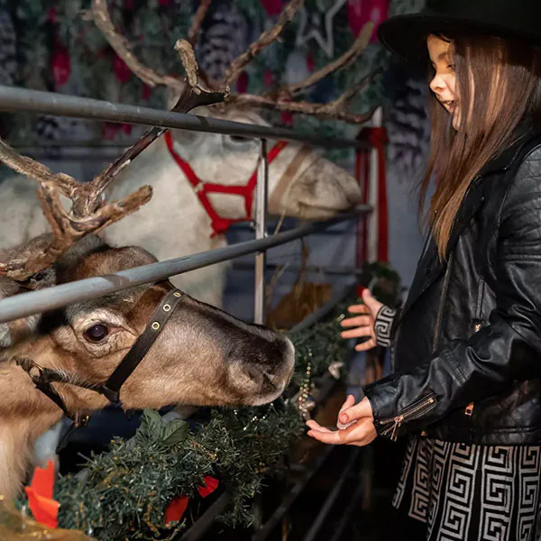 Reindeers at The Grove